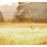 Selbstklebende Tapete 'Morning Dew' für Schlafzimmer