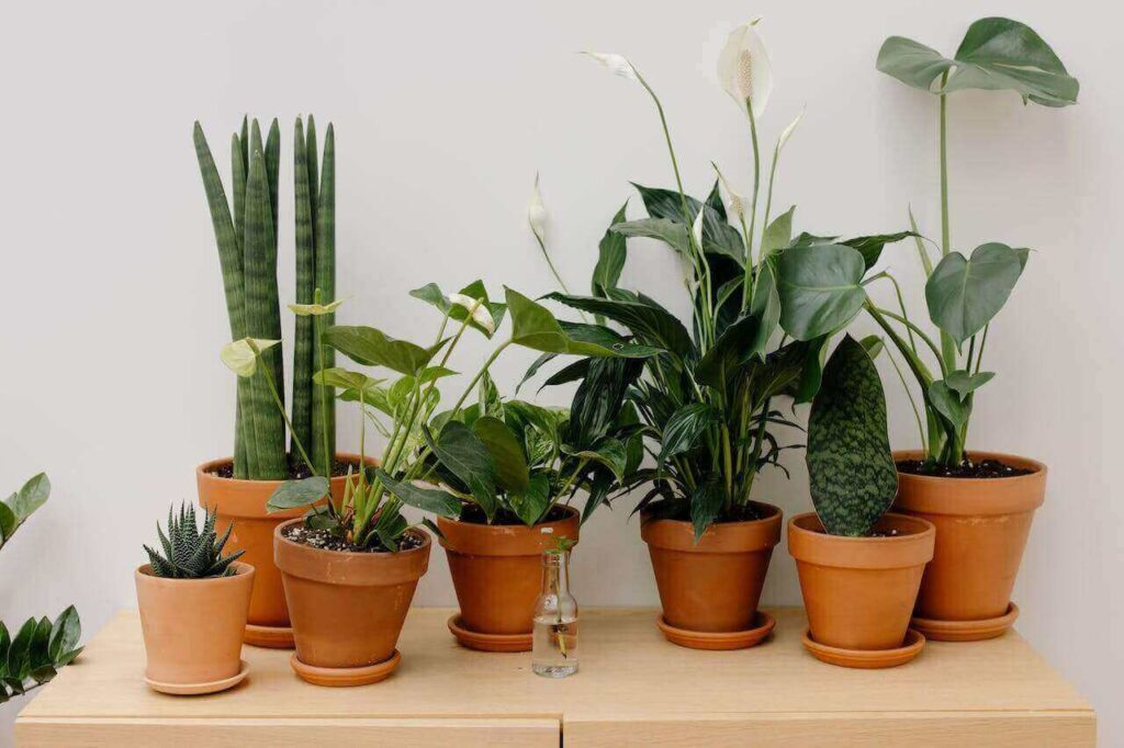pflanzen-die-man-für-den-wintergarten-verwenden-kann