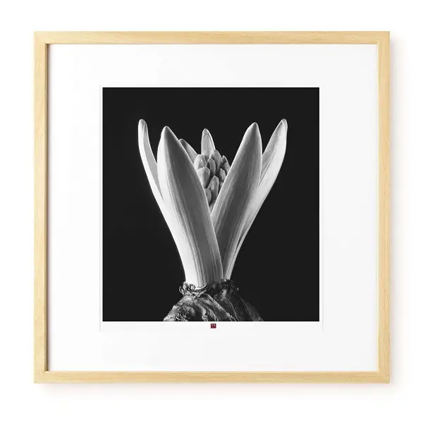 Kunstfotografie 'Flower of Hope' 50x50cm | Modern & zeitgenössisch Stile