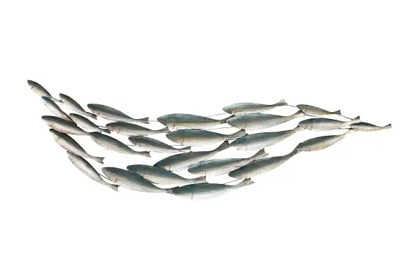 Ein Metall Wandkunst wie eine Gruppe von Fischen in Silber Farbe gebildet